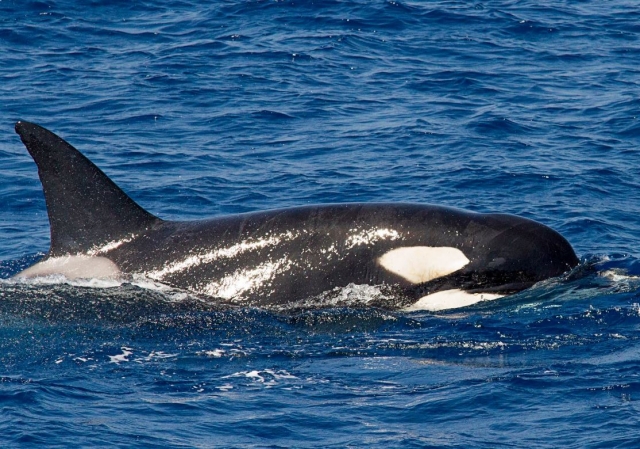 Ballena en Tarifa